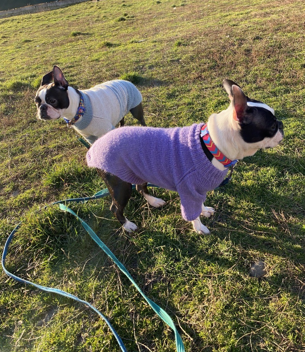 Бостонки Жанни и Фифа