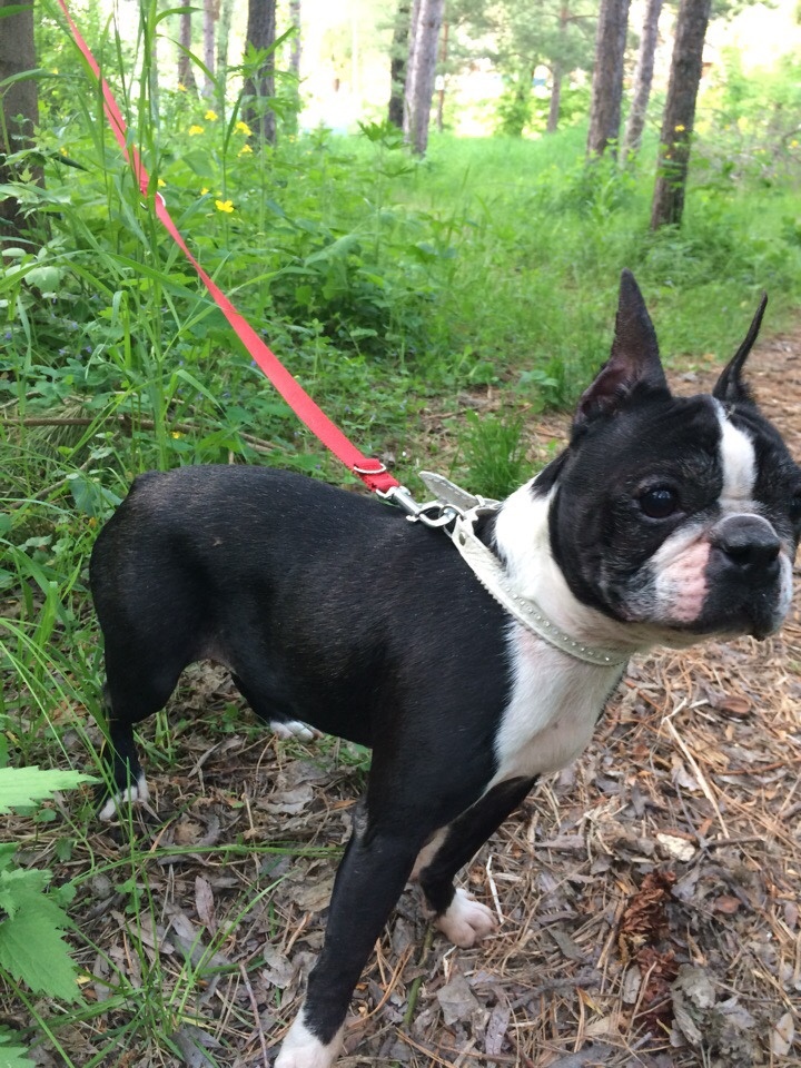 Бостонка Варюша