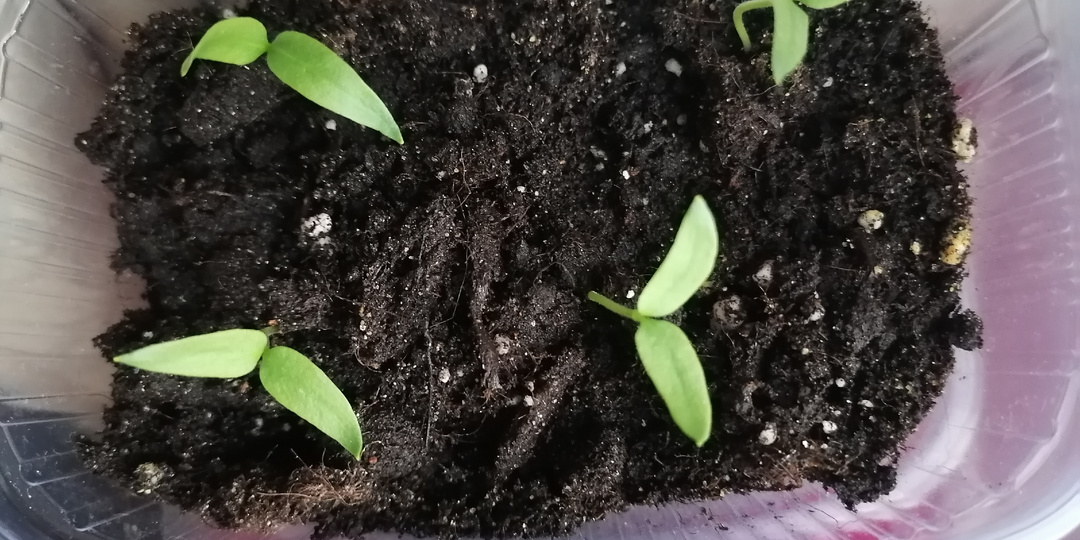 Первые всходы овощей