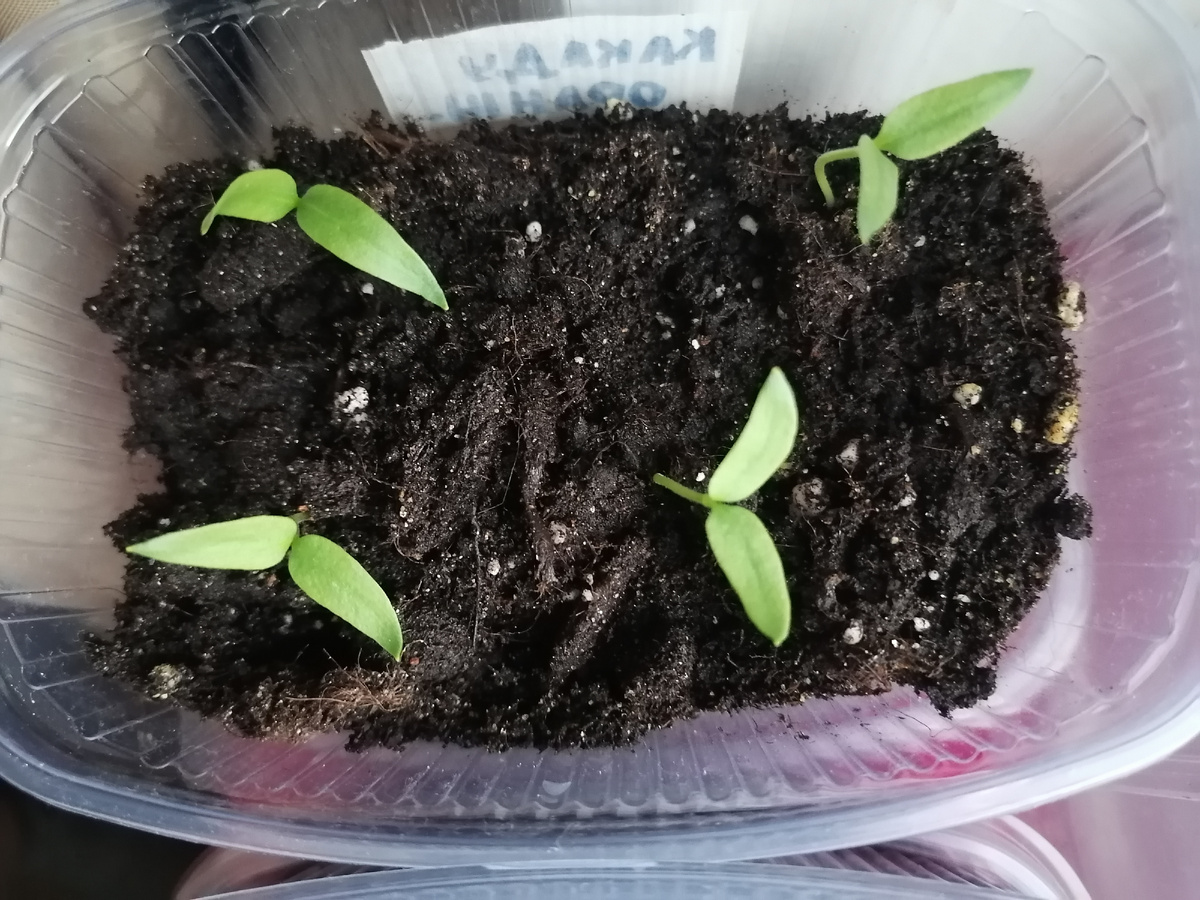 Какаду оранжевый начал всходить