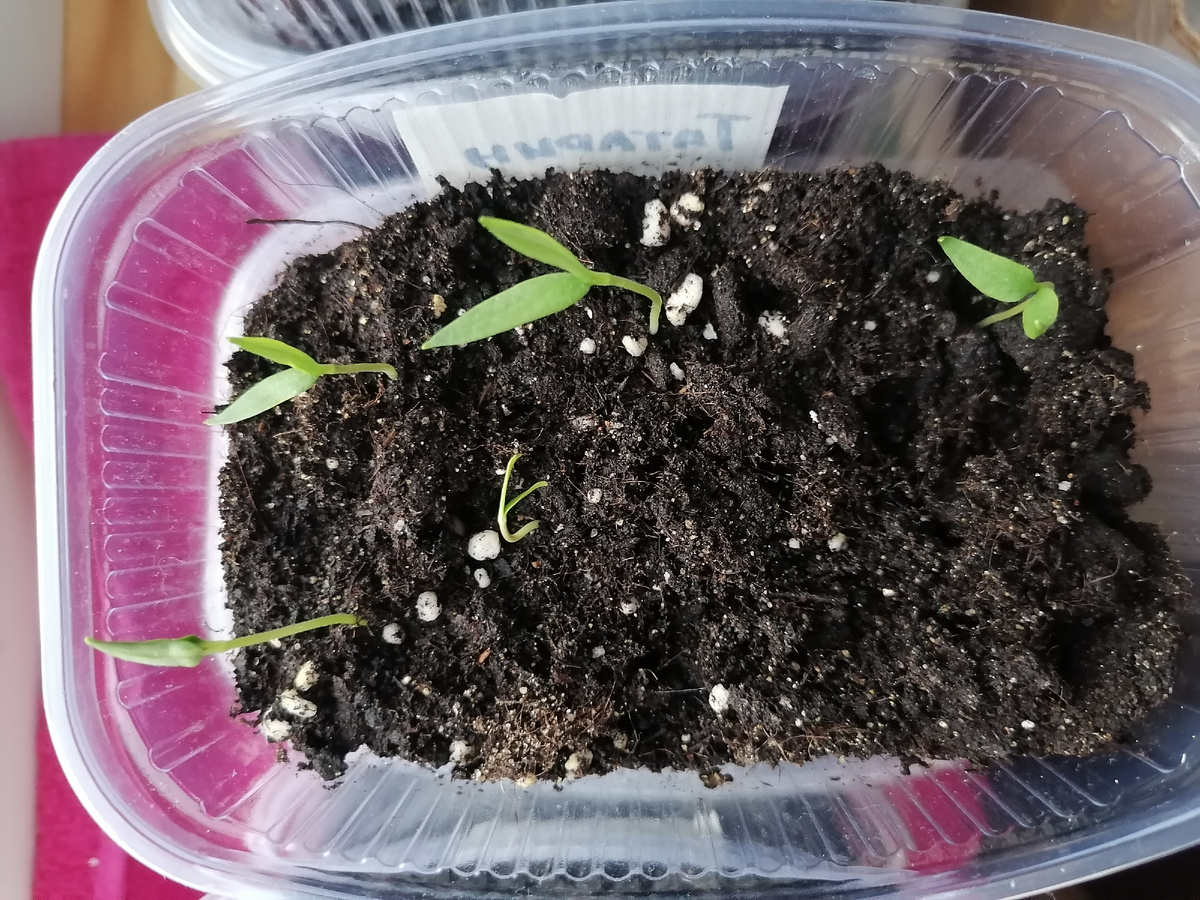 Всходы перца Татарин