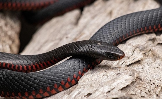 Изображение из открытого источника. Pixabay