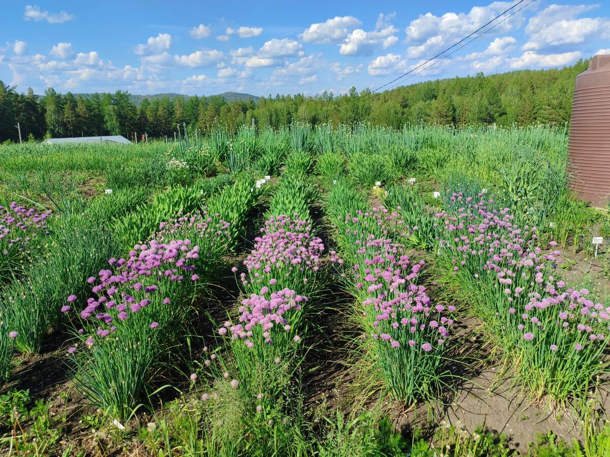 Видовая коллекция луковых растений, г. Миасс, июнь 2024