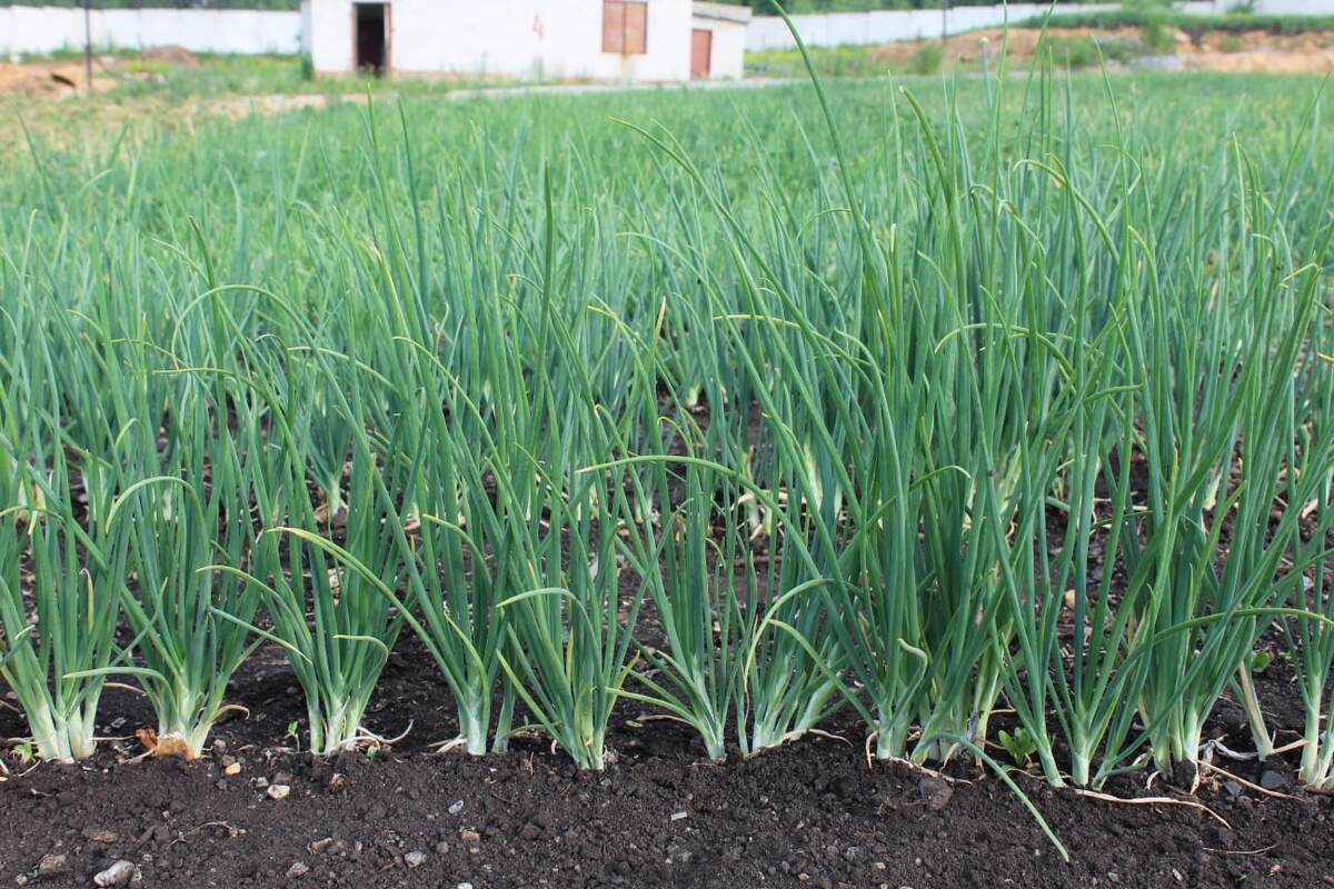 Лук шалот, селекционные питомники