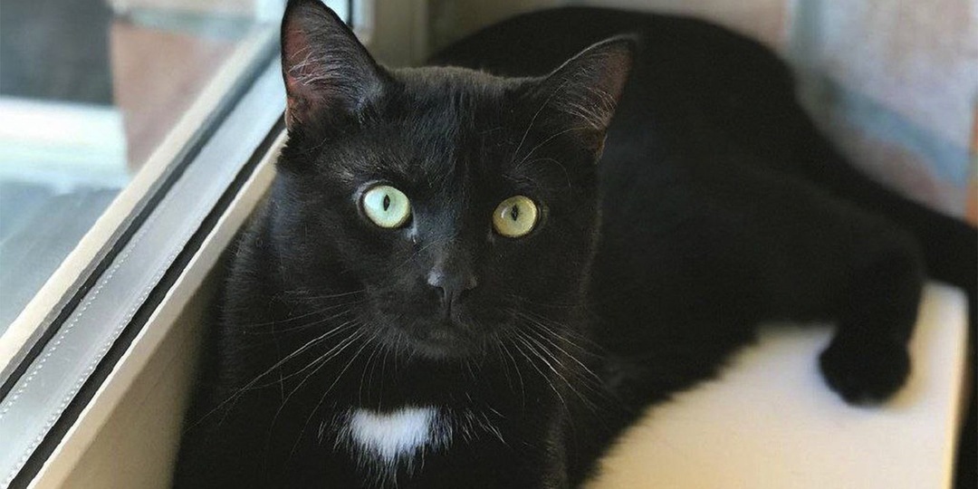 Люди отказываются от котенка, потому что он слишком пугливый