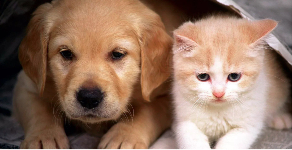 Яндекс.картинки для обложки