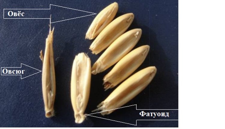    Овсюг или овес: особенности фатуоида