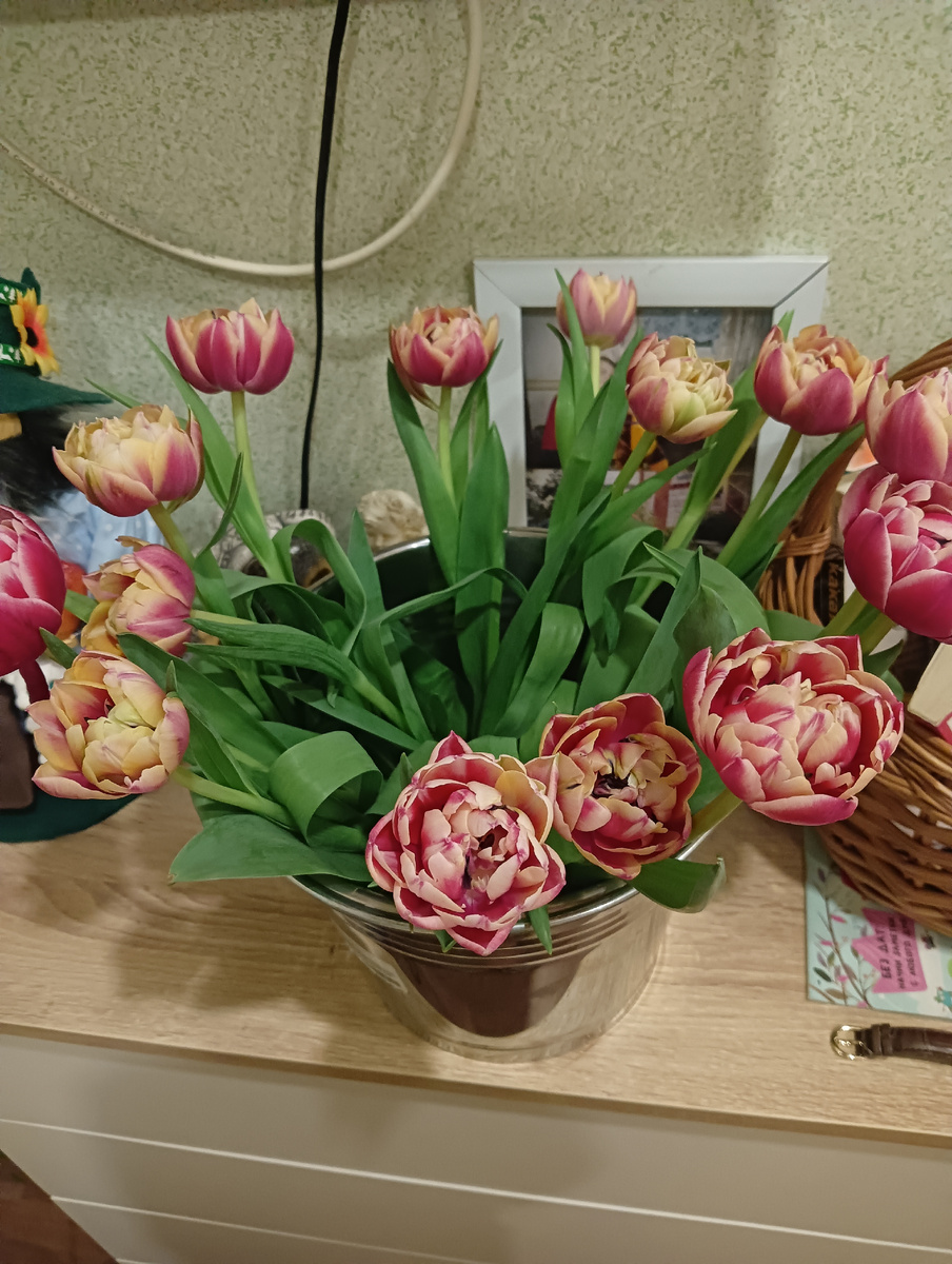 Тюльпаны продолжают радовать. Первый раз такие вижу, как пионы. Очень красивые