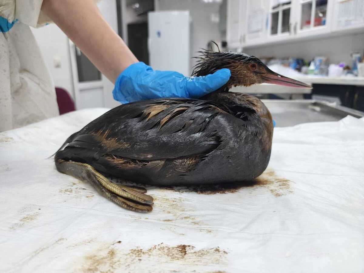    Фото: пресс-служба Сочинского географического общества