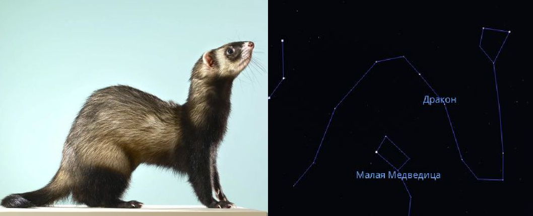 поза хорька по сравнению с видом созвездия Дракона-Велеса.