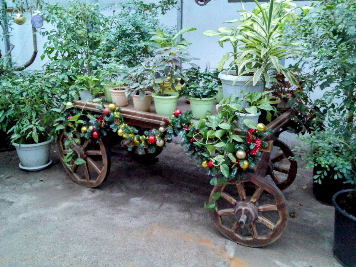 Из зимы в лето 