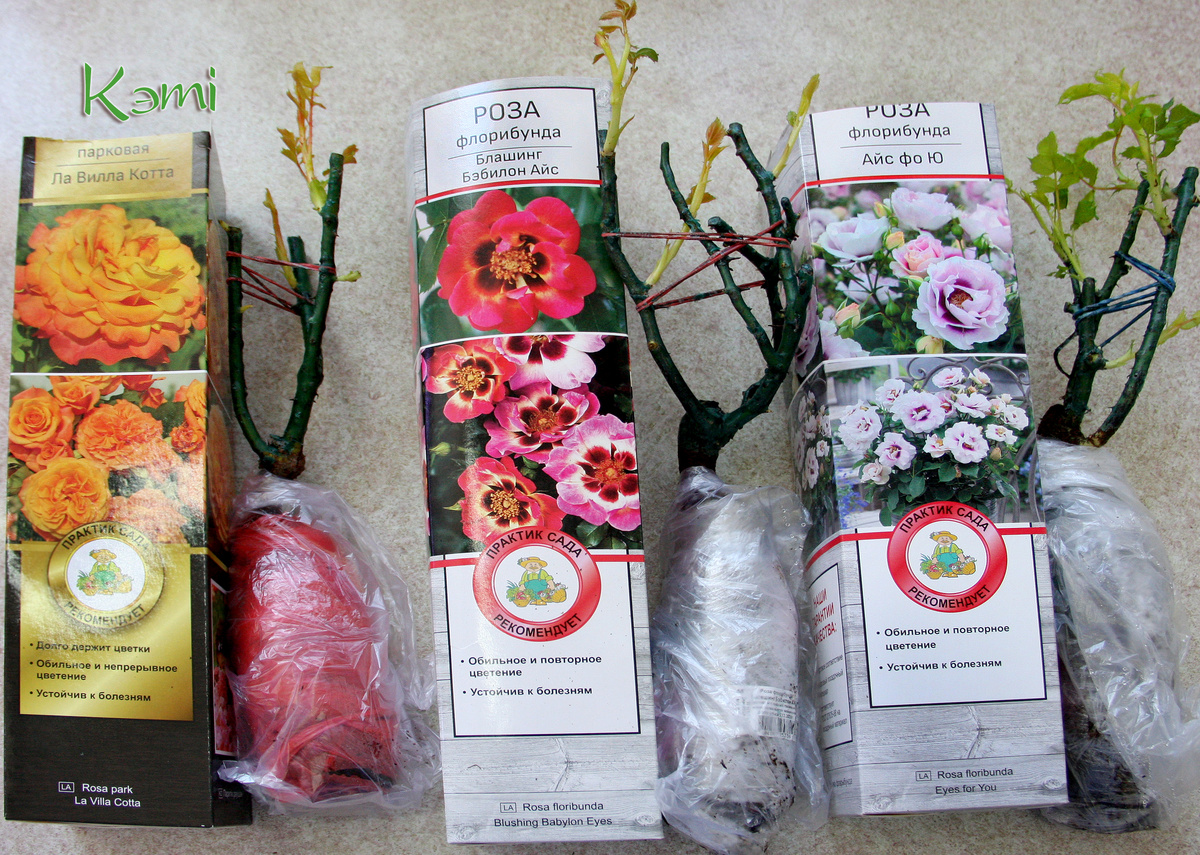 Мои новые розы пока стоят в холодильнике и продолжают расти.