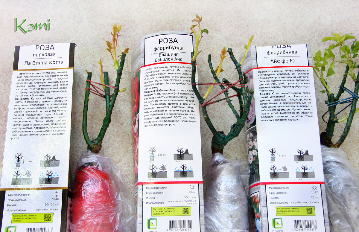 Мои новые розы 10 марта 2025.