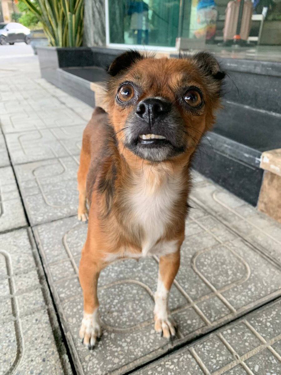 Такой песик живет рядом с апартаментами 