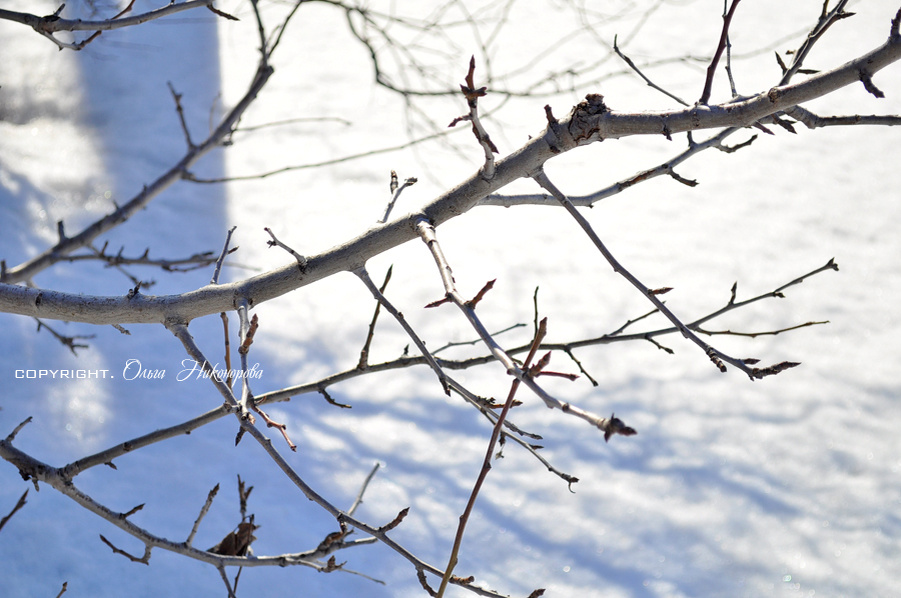 Груша до обрезки