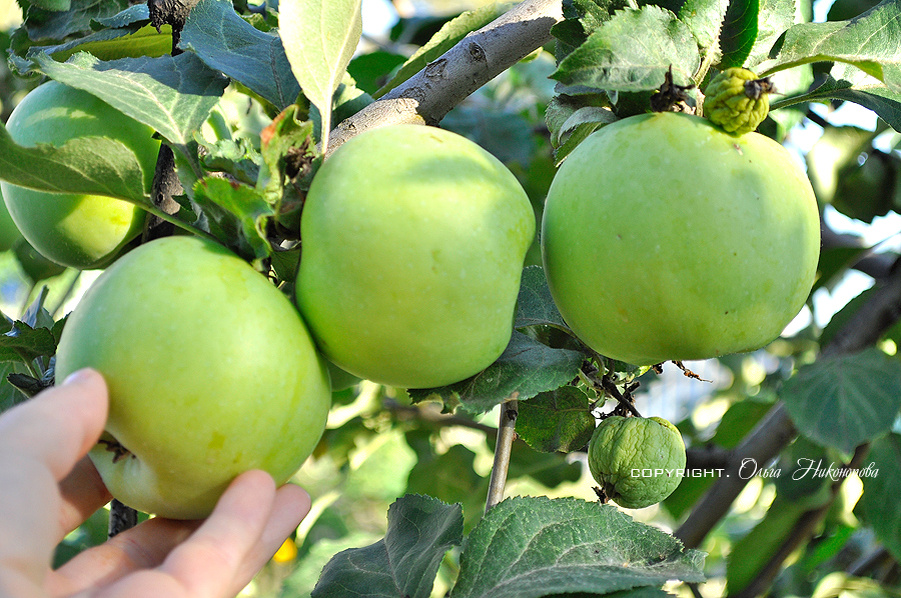 Яблочки наливаются