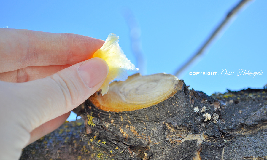 Обрезка яблони и груши весной. Азы для начинающих и не только!