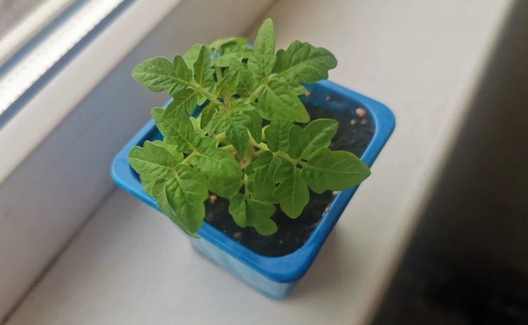     Когда сажать помидоры
