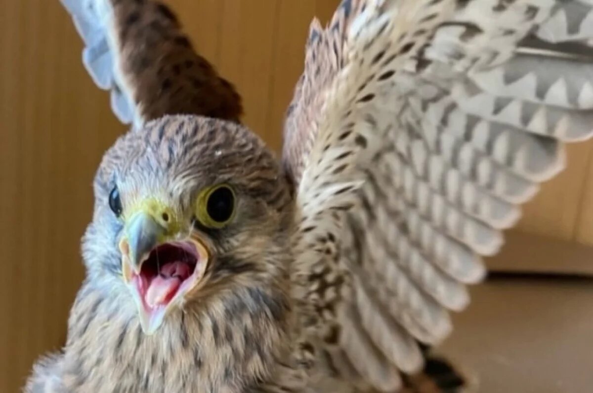    Пустельги вернулись в Тульскую область на месяц раньше