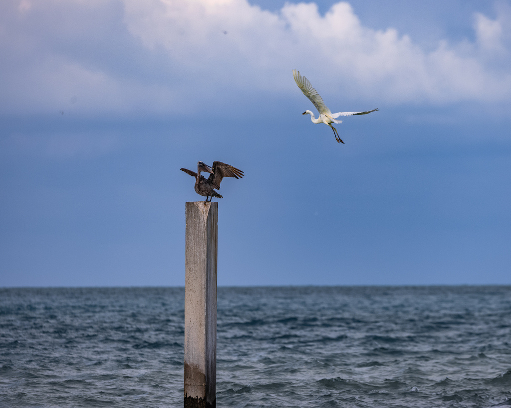Американский бурый пеликан и большая белая цапля, Ки-Уэст. Как раз тот городок, где живет главный герой. Фото Evan C