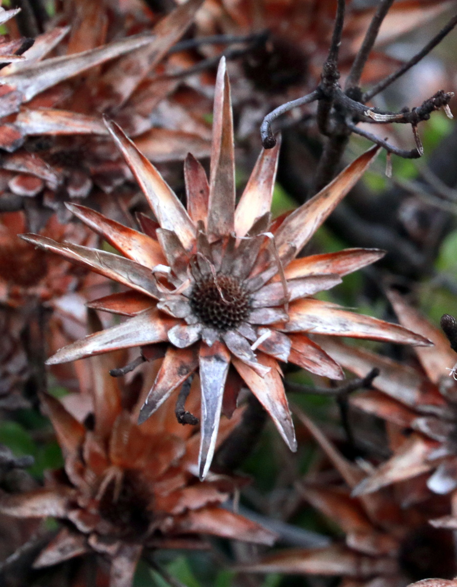 повсюду заросли протеи