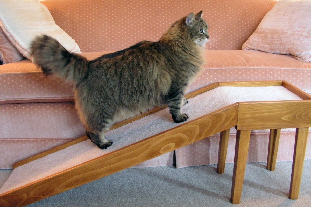 Кошка на специальном трапе 