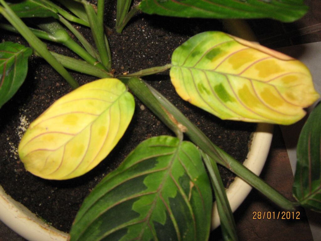 Источник фото https://forum.bestflowers.ru/t/maranta-maranta.1105/page-51
