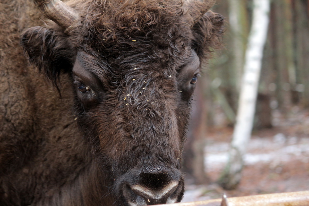 Сложно себе представить, что когда-то наши леса были населены гигантскими коровами, которые были практически полностью уничтожены человеком. Это зубры. Гигантские животные, вес которых может превышать тонну. Сейчас увидеть их можно побывав в национальном парке «Мещера» во Владимирской области. В работе по сохранению численности зубров, которая ведется в России, принимает участие «Транснефть – Верхняя Волга». Предприятие сотрудничает с заповедником более 10 лет. За это время численность зубров в европейской России выросла более чем втрое до почти 300 голов. Они рассредоточены на трех площадках, а летом и вовсе разойдутся по территории трех регионов: Владимирской, Ивановской и Нижегородской областей. Заново они соберутся только следующей зимой на прикорм. 