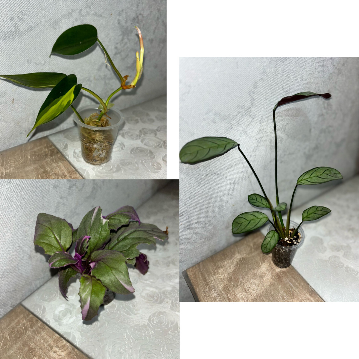 А вот, что купила. Ну просто шик блеск красота)))