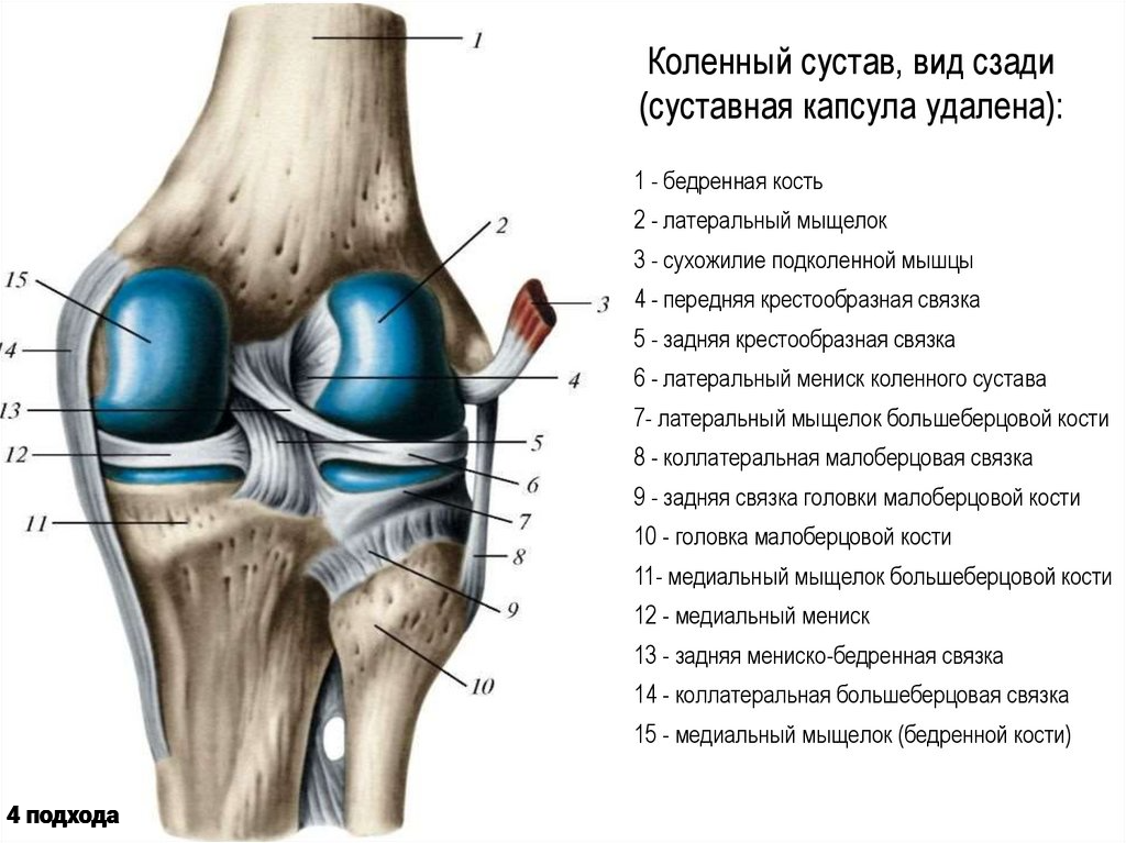 Связочный аппарат коленного сустава