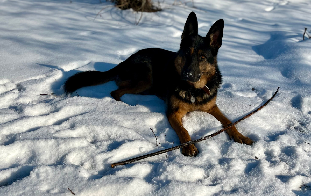 март 2025 Пряник — звучит уютно и тепло, как мягкий плед в холодный вечер.