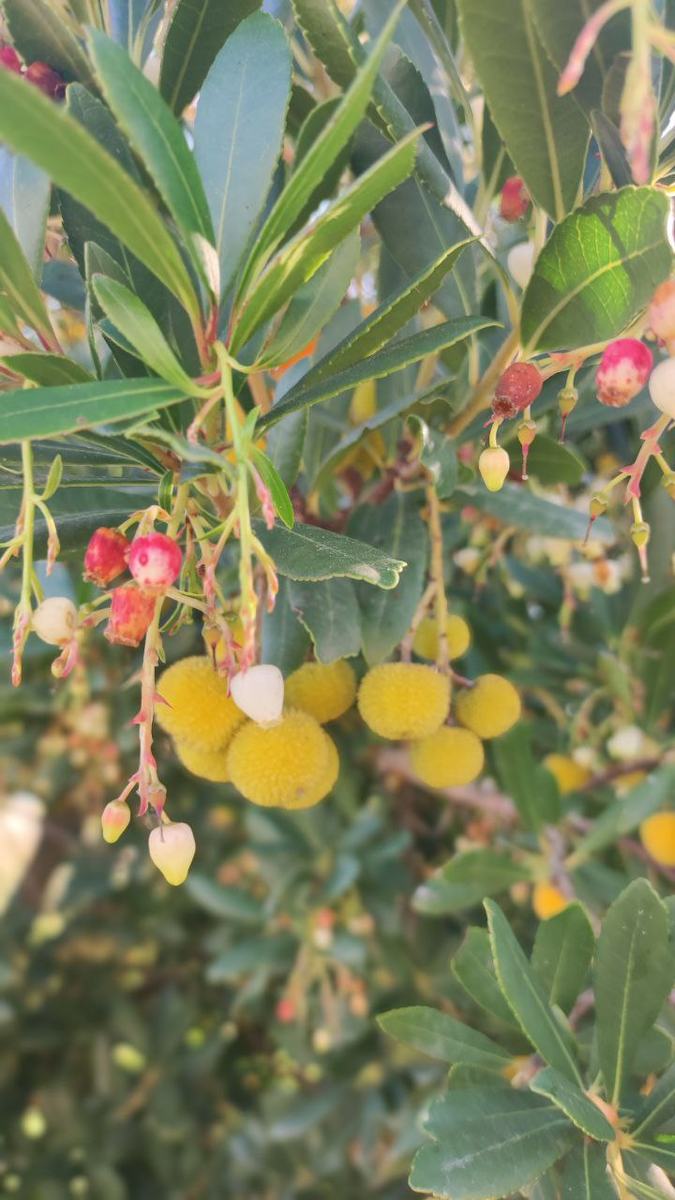 Земляничноекрупноплодовое дерево. Фото из личного архива