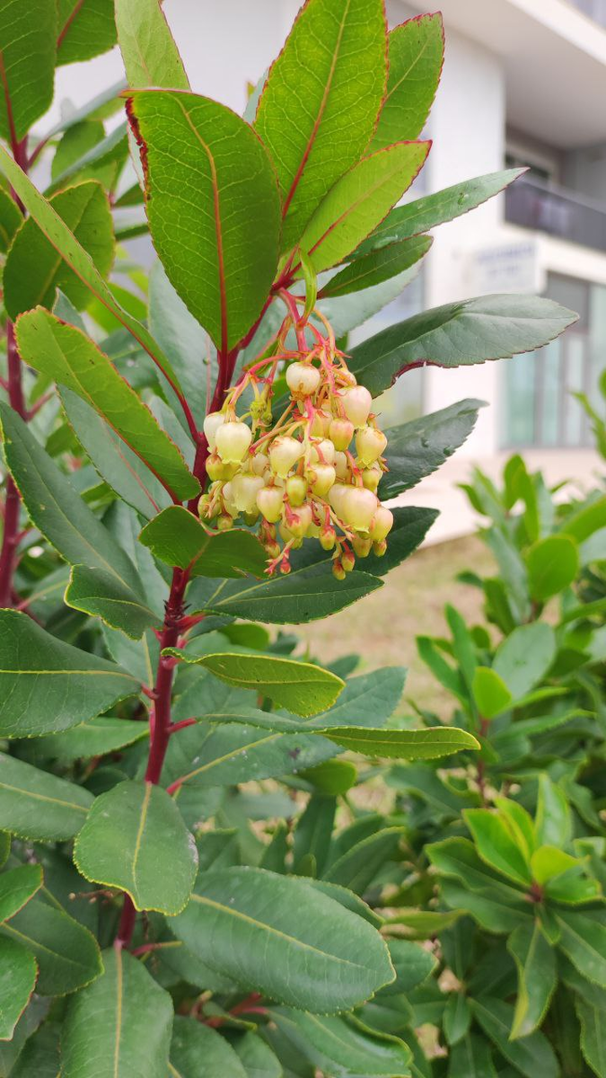 Земляничное дерево в ландышевом цвету. Фото из личного архива.