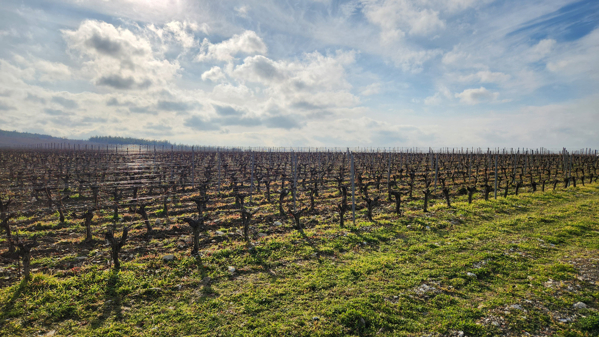 Шато де Талю. 1 февраля 2025 года... Фото автора
