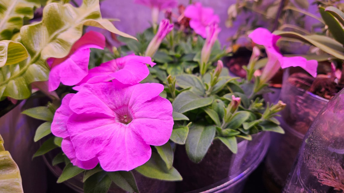 Мои петунии из семян цвели через месяц после всходов