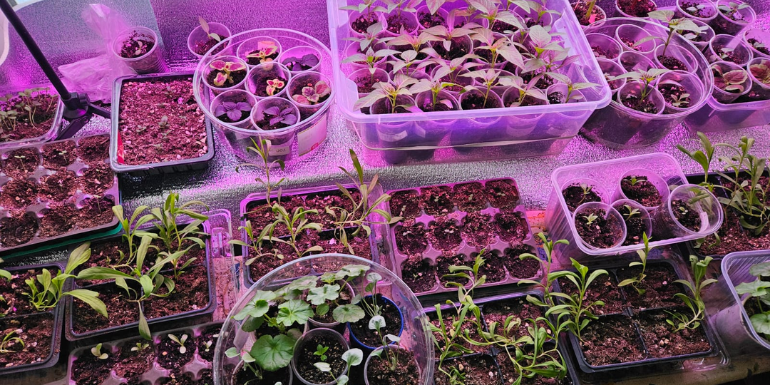 7 правил выращивания рассады, которые без «мелочей» не работают: у меня 100% всходов выживают до высадки в грунт