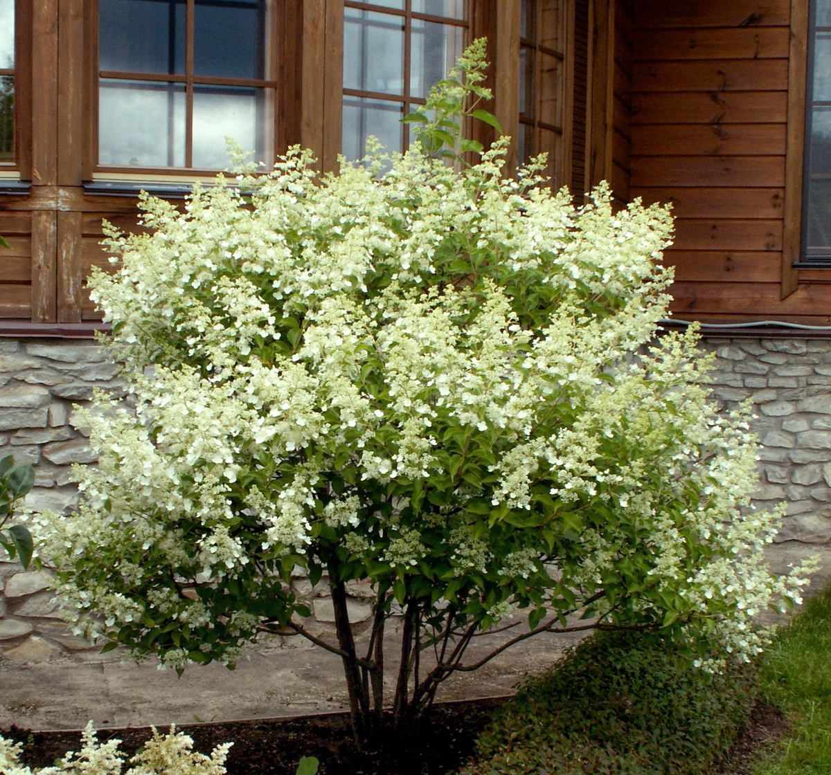 Гортензия метельчатая "Киушу"