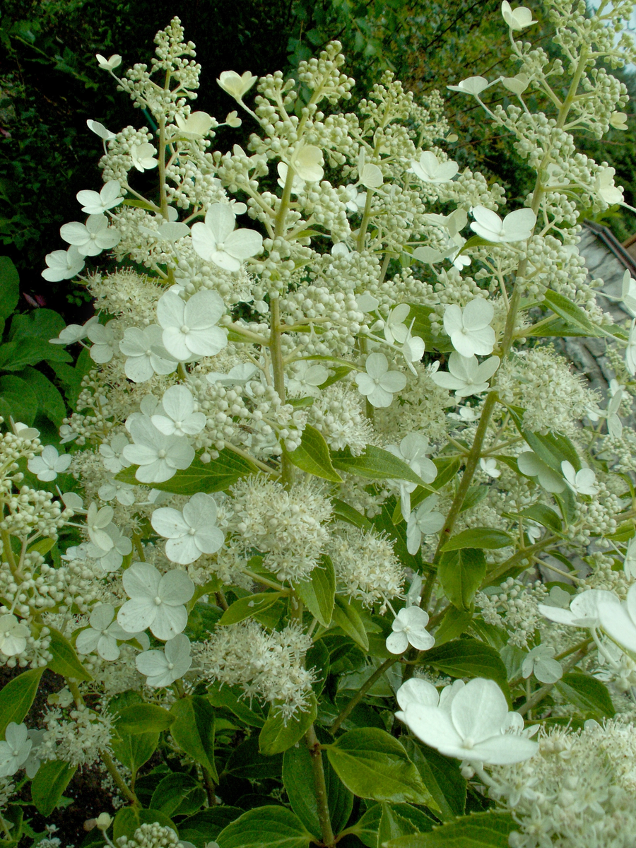 Гортензия метельчатая "Киушу"