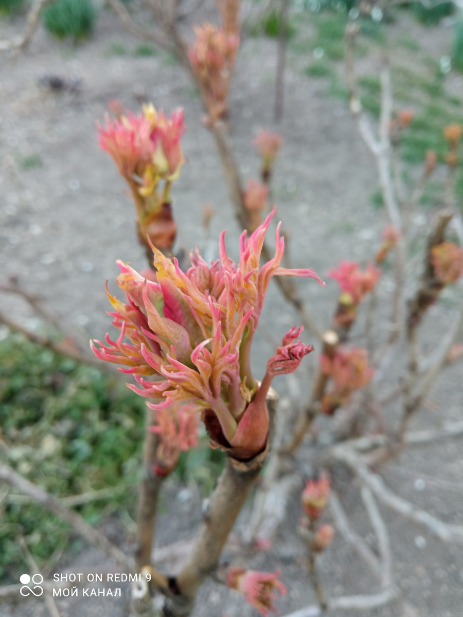 Древовидные пионы уже листочки распускают. Первая неделя марта 2025 г. Фото из моего сада.