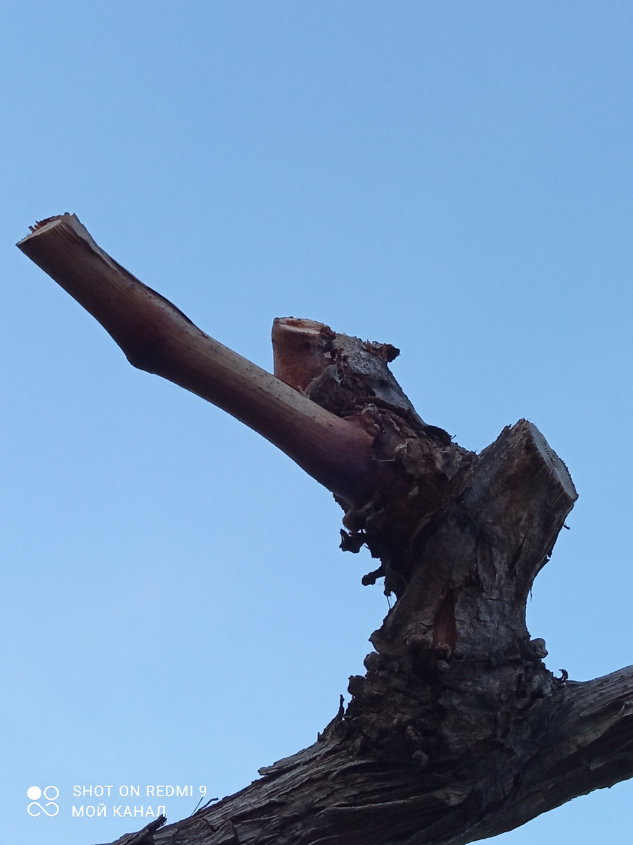 Виноград обрезан. Фото автора