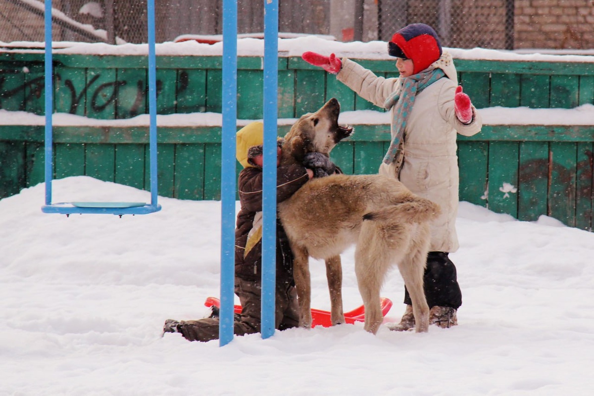 Многие хозяева забывают, что собака - это настоящее оружие, которое надо держать под контролем. Фото: kpmedia.ru