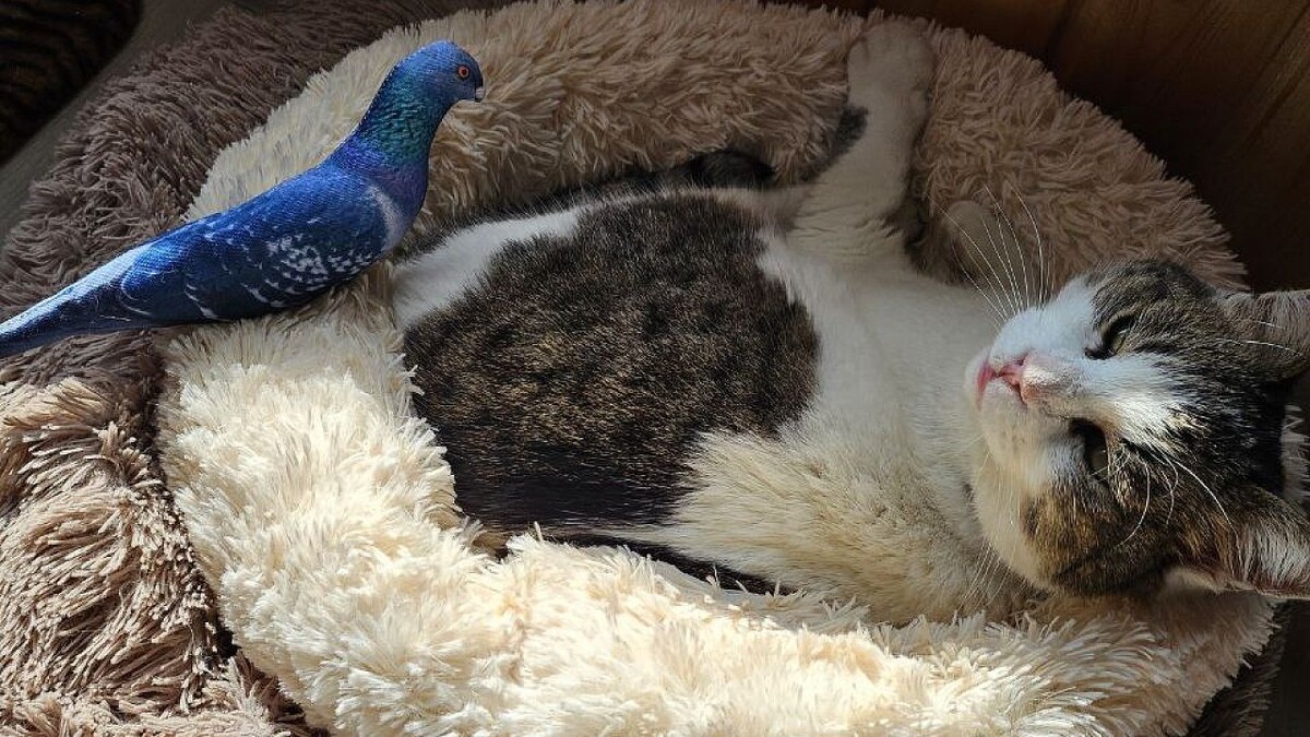    Фото: t.me/vet_yalta