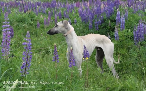 Основатель поголовья слюги в России: INSAR EL SHAKIR DE LA BERONDIERE