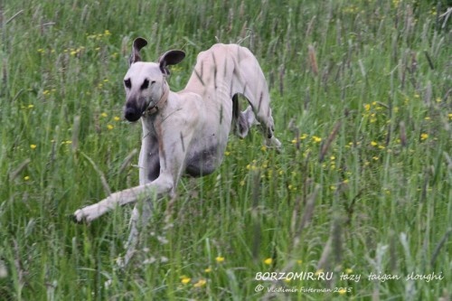 Основатель поголовья слюги в России: INSAR EL SHAKIR DE LA BERONDIERE