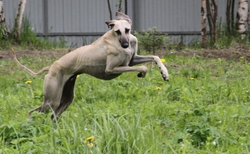 Основатель поголовья слюги в России: INSAR EL SHAKIR DE LA BERONDIERE