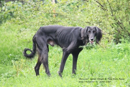 Сын Баймара - тазы Борзомир Арман, Абсолютный чемпион России