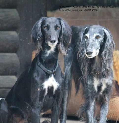 Наши тазы редкого черного окраса: Байрам и Борзомир Арман