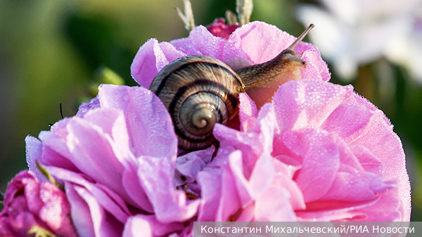     Фото: Константин Михальчевский/РИА Новости   
 Текст: Дарья Григоренко