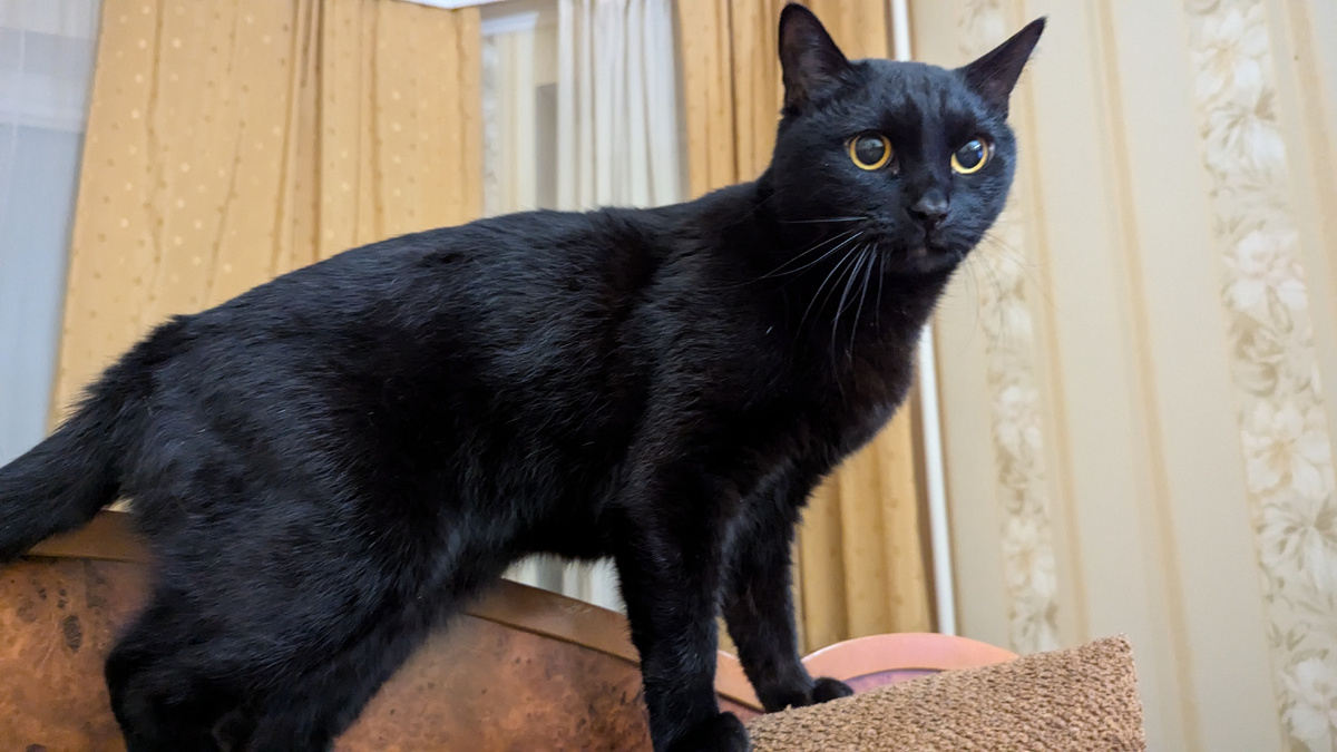 Наш ночной певец Васька