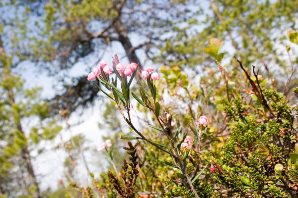 Брусника цветёт